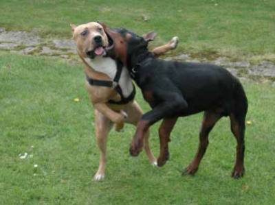 doberman terry le bitbull